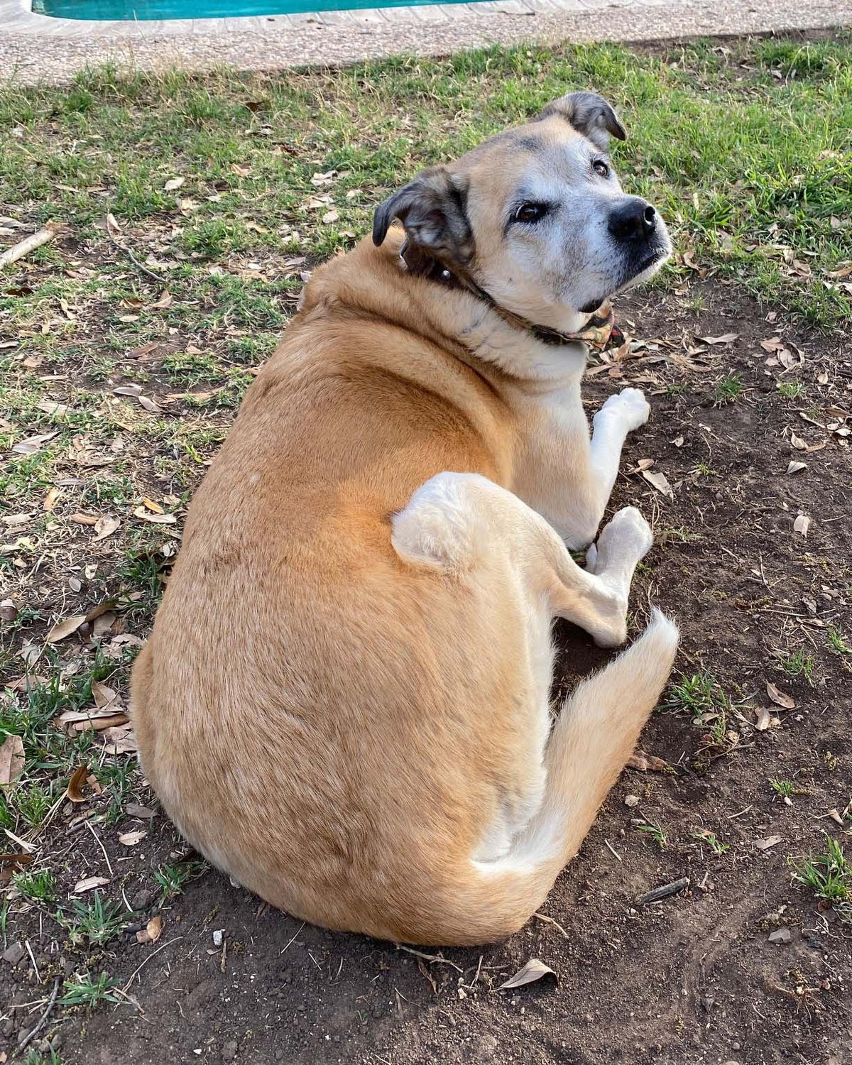 A tan and white dog lying on dirt and grass outdoors, looking to the side.